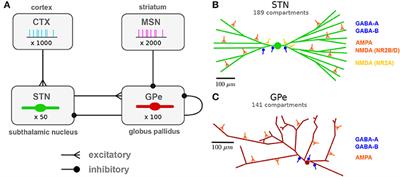 Beta-Band Resonance and Intrinsic Oscillations in a Biophysically Detailed Model of the Subthalamic Nucleus-Globus Pallidus Network